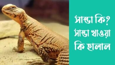 সান্ডা কি? সান্ডা খাওয়া কি হালাল